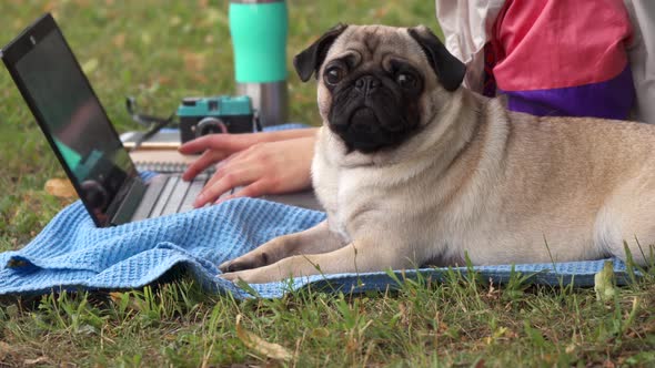 Close Up Girl Laying and Typing on Laptop on a Lawn with Her Pug Around