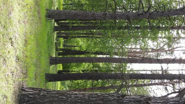 Vertical Video of a Forest with Pine Trees