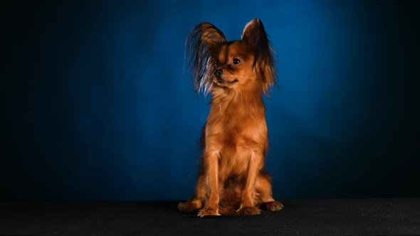 A Trembling Russian Toy Terrier Sits and Looks Around