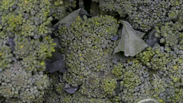 Fresh broccoli on display for sale at free fair. Panoramic plan