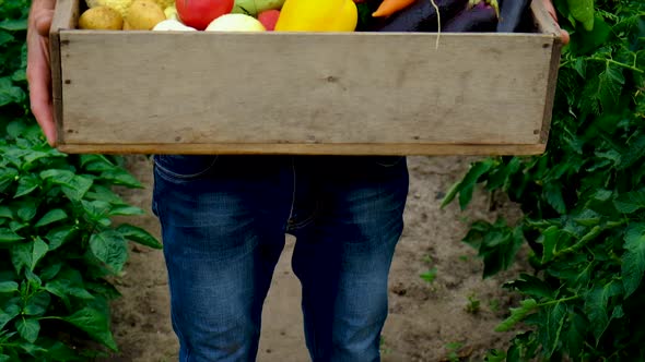 Vegetables in the Hands of a Man in the Garden