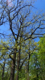 Vertical Video of the Forest in the Spring