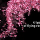 Flying Rose Leaves - VideoHive Item for Sale