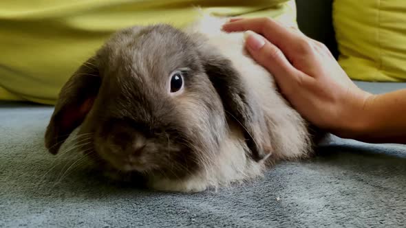 Decorative Fold Gray Rabbit Sitting on the Couch and the Owner Strokes Him