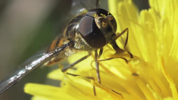 Hoverfly Eating Pollen