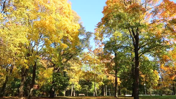 tall green and yellow trees in a park during fall season