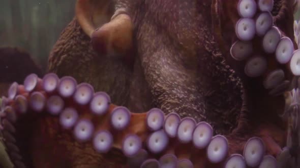 Slow motion. Big octopus in large salt water aquarium.