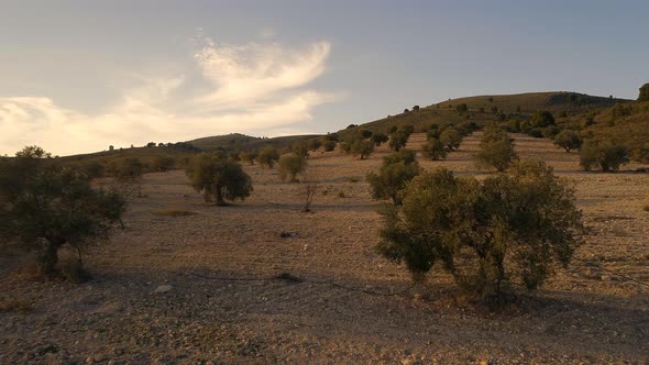 Olive Orchard on a Small Farm in the Early Morning