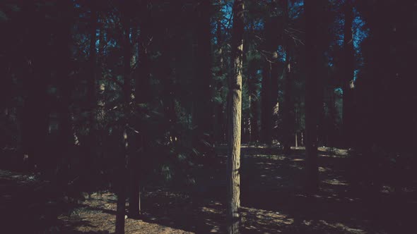 Giant Sequoias Trees or Sierran Redwood Growing in the Forest