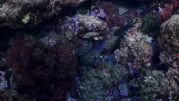 Mediterranean moray eels moving between rocks. Shot in slow motion.