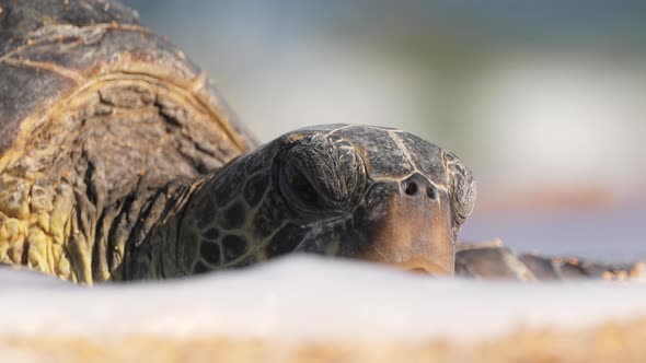 Wildlife Conservation Sea Turtle Sleeping on Beach Washed By Ocean Waves