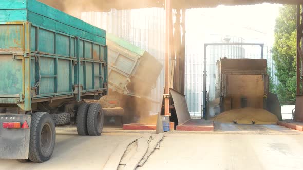 Trucks Are Unloading Grain.