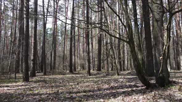 Forest Landscape Aerial View Slow Motion