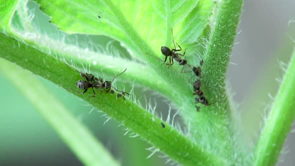 Black ants are walking on body of green plant with leafs.