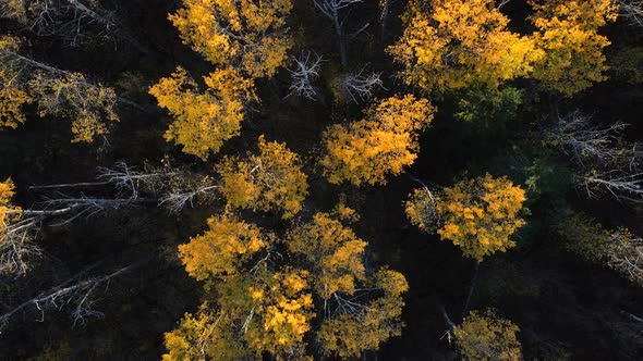 Beautiful video of forest trees in fall colorsing in unison in the landscapes of Alberta, Canada. 4K