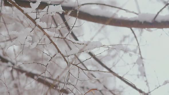 Thin and Long Tree Branches with Lying Snow After Snowfall