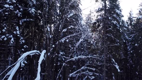 Sun Breaks Through the Pines Forest. Aerial View