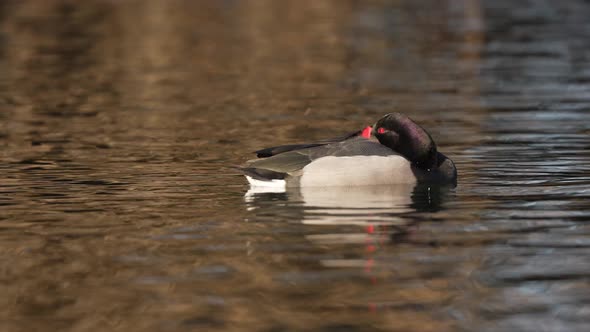 Male rosy-billed pochard sleeping with its head hidden beneath its wings. Waterbird resting on the l