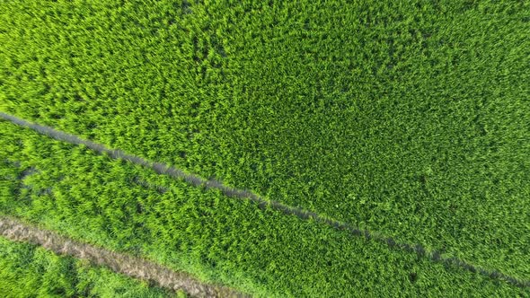 Windy Paddy Field