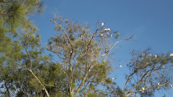 Flock of wild Sulphur Crested Cockatoo flying to the tree branch. Sydney, Australia.