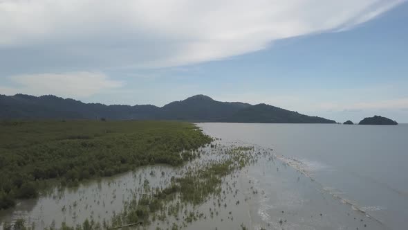 Wave hit the coastal protected by mangrove tree