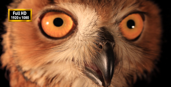 Eagle Owl Eyes