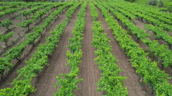 Aerial Vineyard Fields