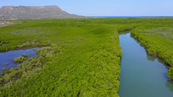 Aerial forward over huge and verdant mangrove forest at Monte Cristi, Dominican Republic