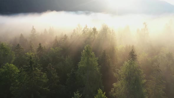 森の中の霧 / Videohive, Stock footage, Nature