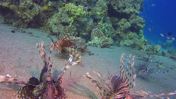 Lion-Fish Coral Reef