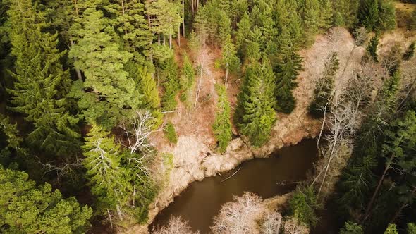 Aerial birdseye view of Riva river valley (Latvia) in sunny spring day, thick forest of tall evergre