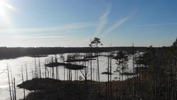 Dry spruce tree top flyover aerial drone view with many small islands in frozen swamp lake with dry