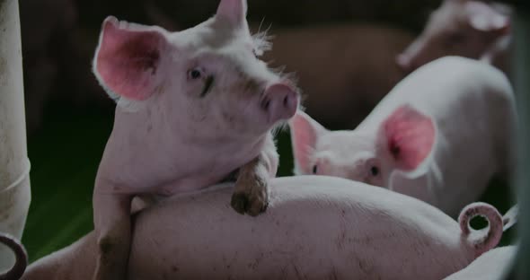 Pigs at Livestock Farm Pork Production Piglet Breeding