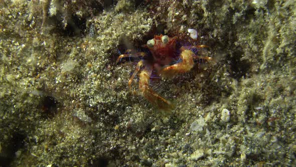 Olivar's squat lobster feeding at night on a coral reef in the Philippines.