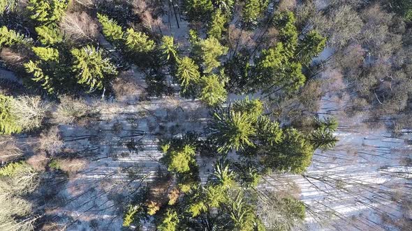 Bare birches and green fir trees in winter forest, aerial