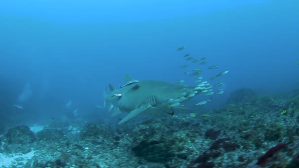 A critically endangered  Grey Nurse Shark swimming along with smaller fish