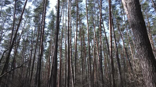 Forest Landscape Aerial View Slow Motion