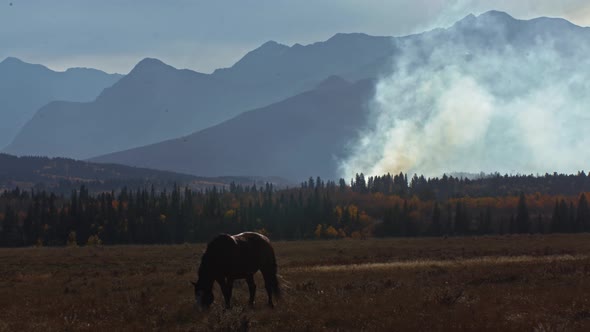 Horse grazing with fire in mountains horse pass by