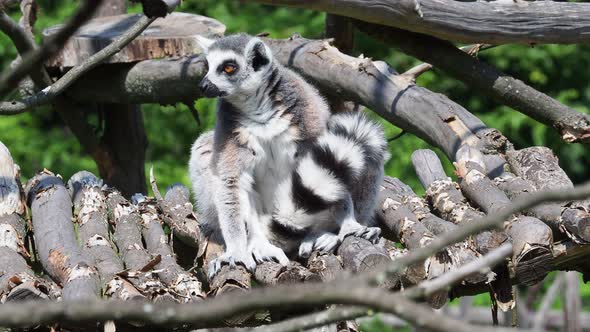 Lemur catta monkey. The ring-tailed lemur (Lemur catta)