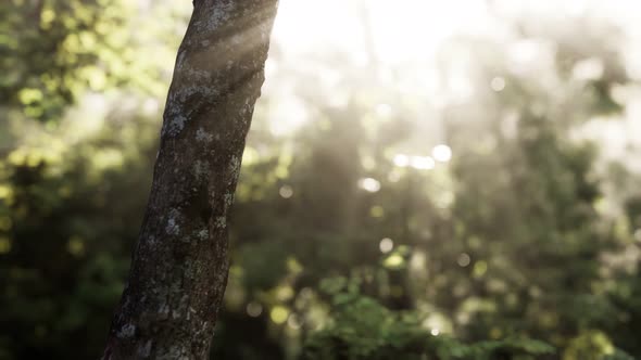 Foggy Forest in Early Morning