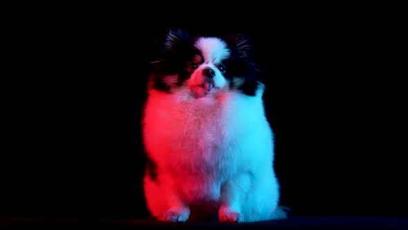 Front View of a Black and White Pomeranian Spitz Sitting with His Tongue Sticking Out