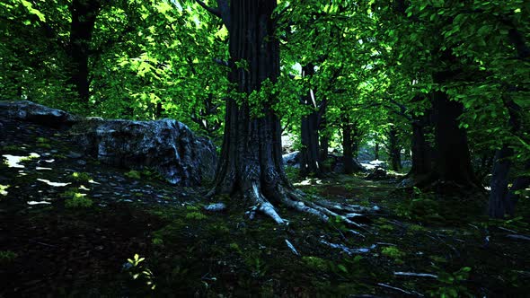 Detailed Close Up View on a Forest Ground Texture with Moss