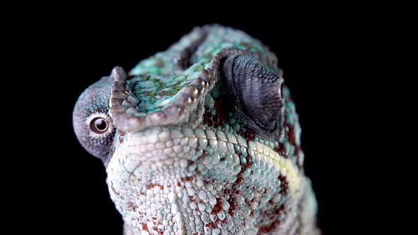 Panther Chameleon Looking Around