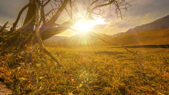 Time Lapse of Death Tree and Dry Yellow Grass at Mountian Landscape with Clouds and Sun Rays