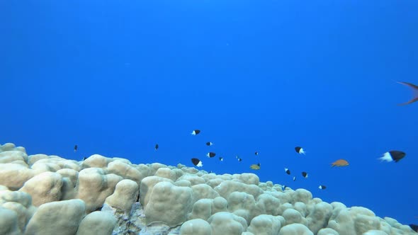 Tropical Underwater Reef