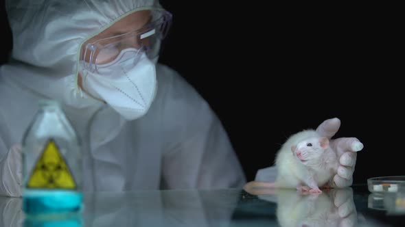 Scientist Observing Rat Reaction After Biological Hazard, Bioweapon Development