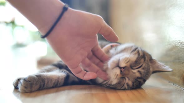 Close up hands of the girl girl plays with sleeping cute tabby cat.