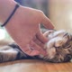 Close up hands of the girl girl plays with sleeping cute tabby cat. - VideoHive Item for Sale