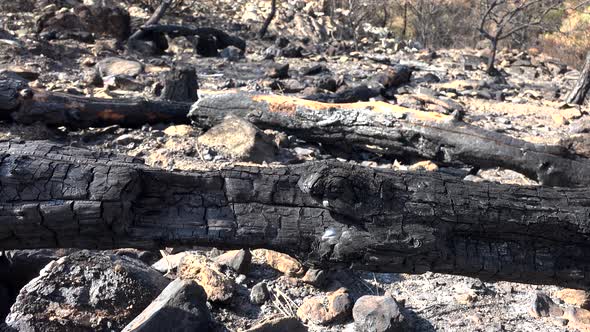 Black Tree Trunk and Branch With Ash After a Forest Fire