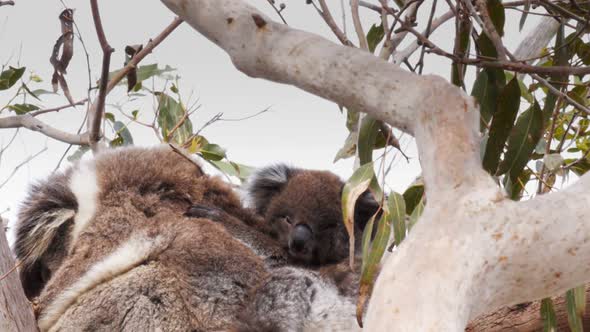 koala joey in a gum tree scratches its head